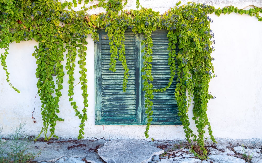 Mediterranean garden climbing plants