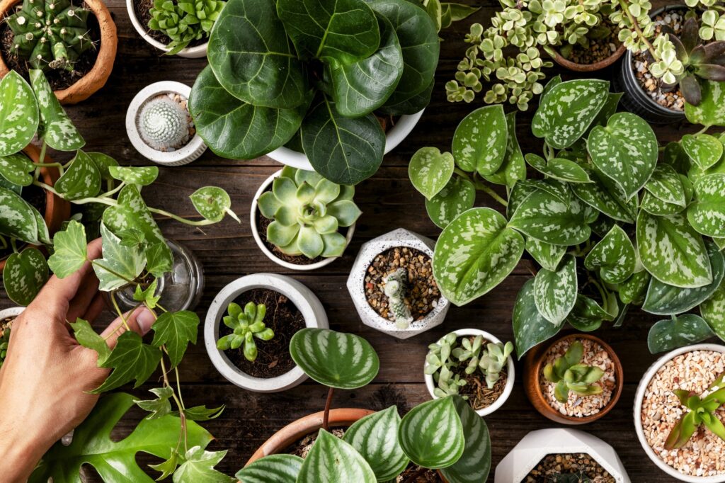 plantas resistentes al calor