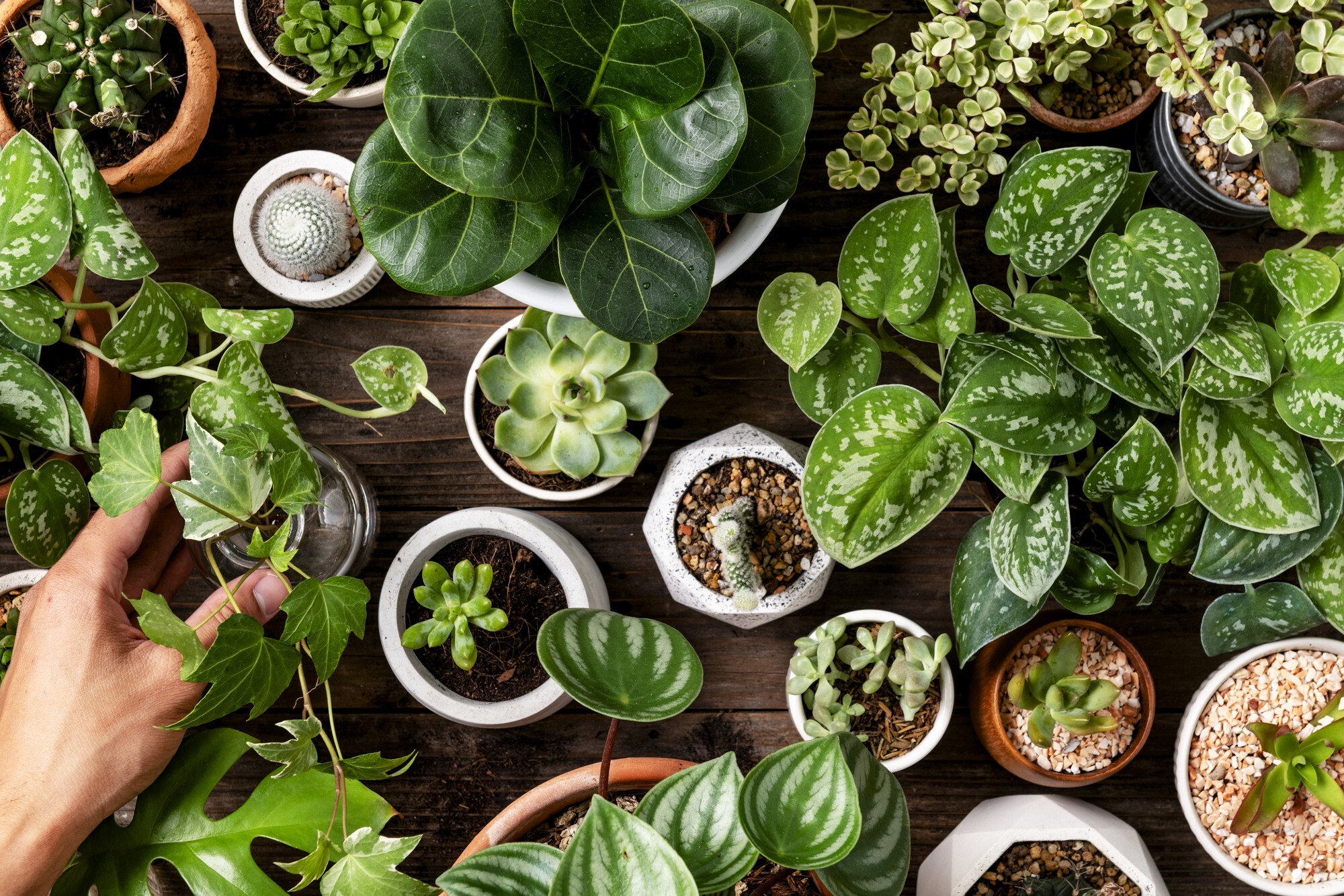 plantas resistentes al calor